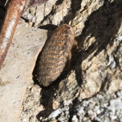 Calolampra sp. (genus) (Bark cockroach) at Hawker, ACT - 7 Oct 2018 by AlisonMilton