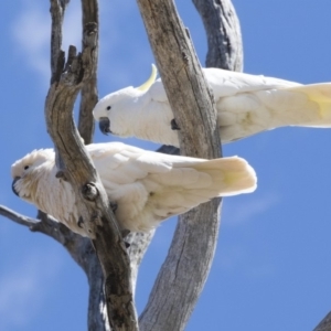 Cacatua galerita at Dunlop, ACT - 7 Oct 2018 01:27 PM