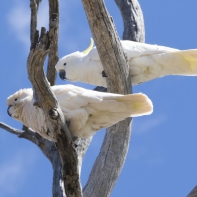 Cacatua galerita (Sulphur-crested Cockatoo) at Dunlop, ACT - 7 Oct 2018 by Alison Milton