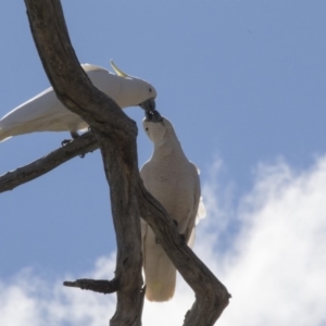 Cacatua galerita at Dunlop, ACT - 7 Oct 2018 01:27 PM