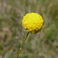 Craspedia variabilis (Common Billy Buttons) at Hall Cemetery - 21 Oct 2018 by ClubFED