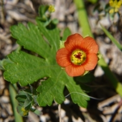 Modiola caroliniana (Red-flowered Mallow) at Hall Cemetery - 21 Oct 2018 by ClubFED