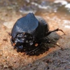 Onthophagus declivis (Declivis dung beetle) at Narrabundah, ACT - 21 Oct 2018 by RobParnell