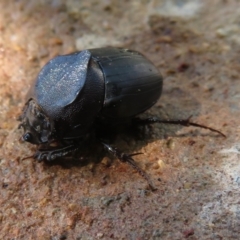 Onthophagus declivis at Narrabundah, ACT - 22 Oct 2018