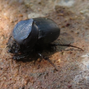 Onthophagus declivis at Narrabundah, ACT - 22 Oct 2018