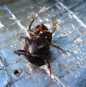 Onthophagus declivis at Narrabundah, ACT - 22 Oct 2018 10:09 AM