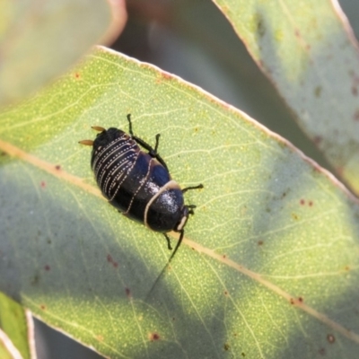 Ellipsidion australe (Austral Ellipsidion cockroach) at Higgins, ACT - 7 Oct 2018 by AlisonMilton