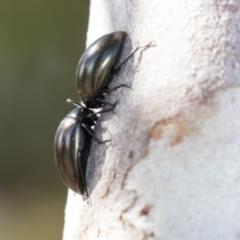 Chalcopteroides spectabilis (Rainbow darkling beetle) at Higgins, ACT - 7 Oct 2018 by Alison Milton