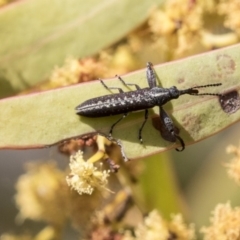 Rhinotia sp. (genus) (Unidentified Rhinotia weevil) at Hawker, ACT - 7 Oct 2018 by AlisonMilton