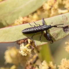 Rhinotia sp. (genus) (Unidentified Rhinotia weevil) at Hawker, ACT - 7 Oct 2018 by Alison Milton