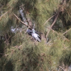 Columba livia (Rock Dove (Feral Pigeon)) at Stromlo, ACT - 9 Oct 2018 by AlisonMilton