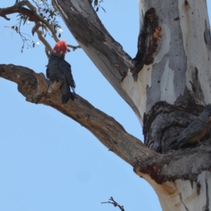 Callocephalon fimbriatum at Hughes, ACT - suppressed