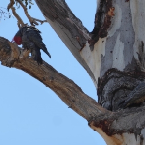 Callocephalon fimbriatum at Hughes, ACT - suppressed