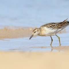 Calidris acuminata (Sharp-tailed Sandpiper) at Mogareeka, NSW - 24 Oct 2018 by Leo