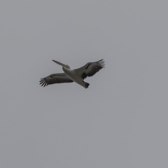 Pelecanus conspicillatus (Australian Pelican) at Kingston, ACT - 13 Oct 2018 by Alison Milton