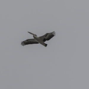 Pelecanus conspicillatus at Kingston, ACT - 14 Oct 2018