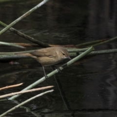 Acrocephalus australis (Australian Reed-Warbler) at Kingston, ACT - 13 Oct 2018 by Alison Milton