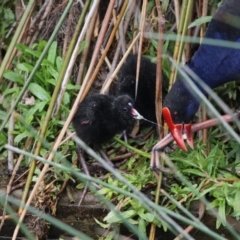 Porphyrio melanotus at Kingston, ACT - 14 Oct 2018