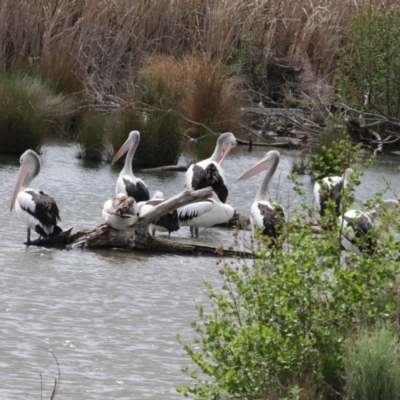 Pelecanus conspicillatus (Australian Pelican) at Fyshwick, ACT - 14 Oct 2018 by AlisonMilton