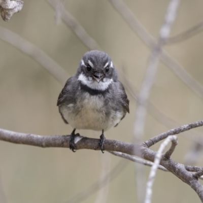 Rhipidura albiscapa (Grey Fantail) at Fyshwick, ACT - 14 Oct 2018 by Alison Milton