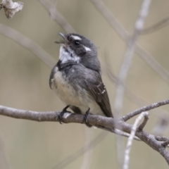 Rhipidura albiscapa at Fyshwick, ACT - 14 Oct 2018