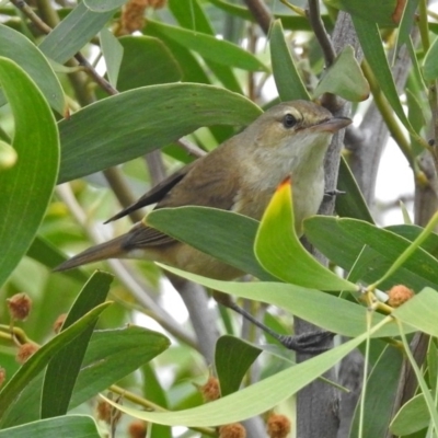 Acrocephalus australis (Australian Reed-Warbler) at Googong Foreshore - 25 Oct 2018 by RodDeb