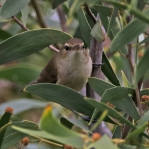 Acrocephalus australis at Googong Foreshore - 25 Oct 2018 11:33 AM