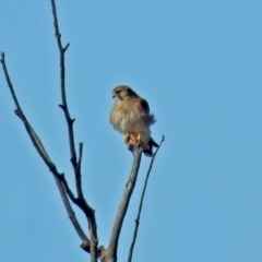 Falco cenchroides (Nankeen Kestrel) at Googong Foreshore - 24 Oct 2018 by RodDeb