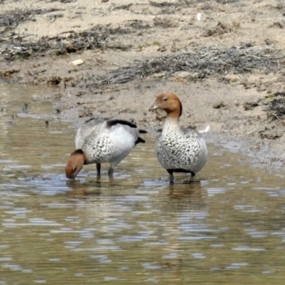 Chenonetta jubata (Australian Wood Duck) at Googong, NSW - 24 Oct 2018 by RodDeb