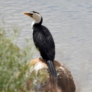 Microcarbo melanoleucos at Googong Foreshore - 25 Oct 2018