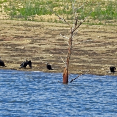 Phalacrocorax carbo (Great Cormorant) at Googong Foreshore - 24 Oct 2018 by RodDeb