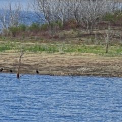 Phalacrocorax carbo at Googong, NSW - 25 Oct 2018