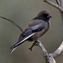 Artamus cyanopterus (Dusky Woodswallow) at Googong, NSW - 25 Oct 2018 by RodDeb