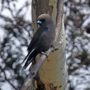 Artamus cyanopterus at Googong, NSW - 25 Oct 2018