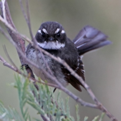 Rhipidura albiscapa (Grey Fantail) at Googong Foreshore - 24 Oct 2018 by RodDeb