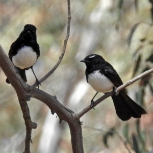 Rhipidura leucophrys at Googong, NSW - 25 Oct 2018