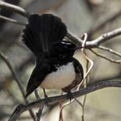 Rhipidura leucophrys at Googong, NSW - 25 Oct 2018