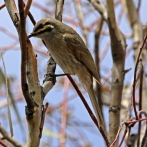 Caligavis chrysops at Googong, NSW - 25 Oct 2018