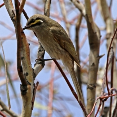 Caligavis chrysops (Yellow-faced Honeyeater) at Googong, NSW - 25 Oct 2018 by RodDeb