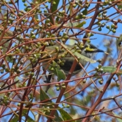 Caligavis chrysops at Googong, NSW - 25 Oct 2018