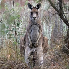 Macropus giganteus at Googong, NSW - 25 Oct 2018