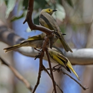 Ptilotula penicillata at Googong, NSW - 25 Oct 2018