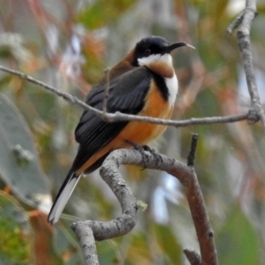 Acanthorhynchus tenuirostris at Googong, NSW - 25 Oct 2018