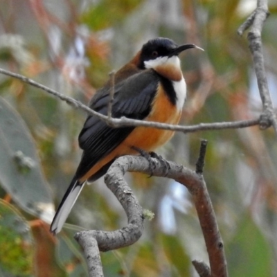 Acanthorhynchus tenuirostris (Eastern Spinebill) at Googong Foreshore - 25 Oct 2018 by RodDeb