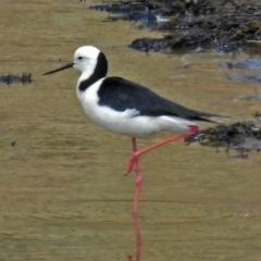 Himantopus leucocephalus (Pied Stilt) at Googong, NSW - 25 Oct 2018 by RodDeb