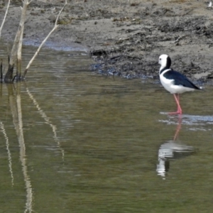 Himantopus leucocephalus at Googong, NSW - 25 Oct 2018