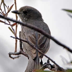 Pachycephala pectoralis at Googong, NSW - 25 Oct 2018