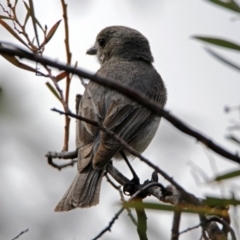 Pachycephala pectoralis at Googong, NSW - 25 Oct 2018 11:01 AM