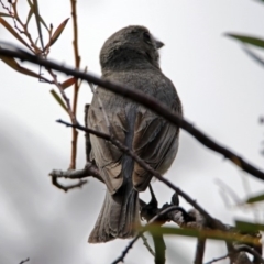 Pachycephala pectoralis at Googong, NSW - 25 Oct 2018 11:01 AM