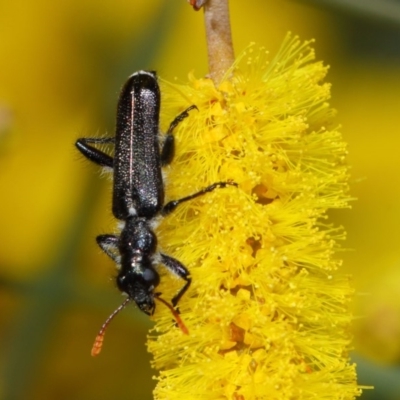 Eleale simplex (Clerid beetle) at Acton, ACT - 24 Oct 2018 by TimL